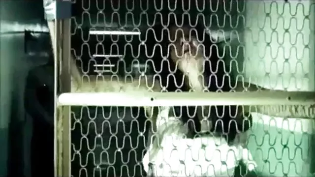 مشعرات مزدوجة وزجاجة في الحمار افلام سكس اجنبية مترجمة جديدة